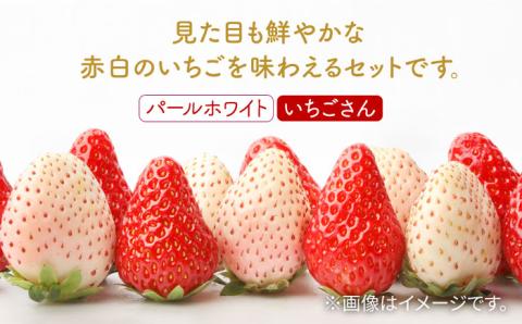 【先行予約】【農家直送】赤白いちご「いちごさん」＆「パールホワイト」セット 各220g【かわさきいちご】 [IBG002]