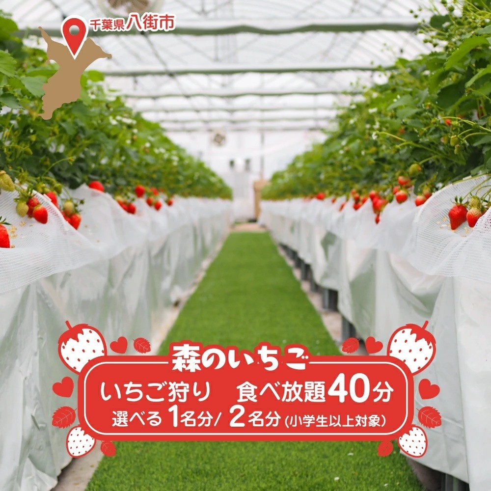 
                  八街 森のいちごファームのいちご狩り 40分食べ放題 1名 2名 いちご イチゴ 苺 いちご狩り
                