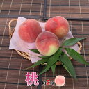 【ふるさと納税】 【先行予約】厳選！産地直送！桃 約2kg(5～8玉) 山梨県南アルプス市産＜出荷開始：2025年7月1日～2025年 8月31日まで＞【ももフルーツ 桃 約2kg 5～8玉 山梨県 南アルプス市 】