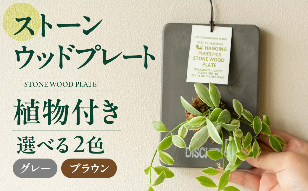 
                  ストーンウッドプレート 土無し インテリア 緑 グリーン 植物 簡単 初心者 かわいい 自然 おしゃれ 送料無料 Green Walk グリーンウォーク 愛知県 豊橋市
                