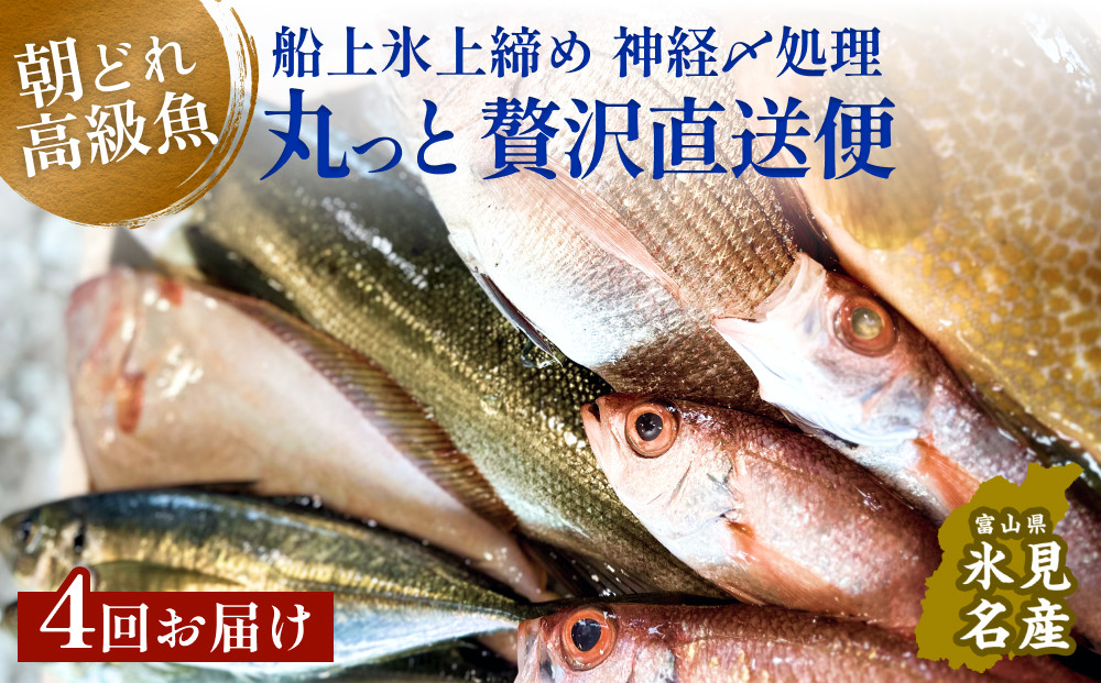 
            【隔月4回定期便】氷見港朝獲れ高級魚！丸っと贅沢直送便！　船上氷上締め　神経〆処理 富山 氷見 直送 詰め合わせ 定期便 鮮魚ボックス
          