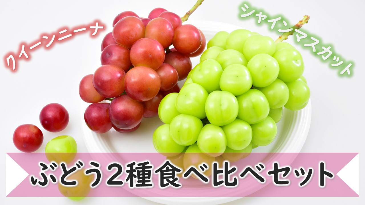 
            KG09-25A ぶどう 詰め合わせセット（シャインマスカット／クイーンニーナ）約1.8kg／9月中旬頃から発送予定 ｜ 長野県 信州 高級ぶどう 食べ比べ 詰め合わせ 
          
