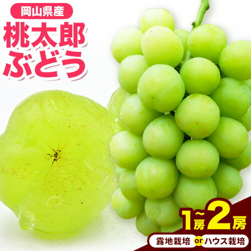 【ふるさと納税】岡山県産桃太郎ぶどう 選べる 1房（680g以上） 2房（480g以上）露地栽培 ハウス栽培 先行受付 《2026年7月中旬‐8月下旬頃出荷》【配送不可地域あり】