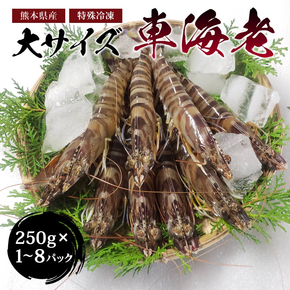 【ふるさと納税】 特殊冷凍 車海老 【選べる内容量】250g×1〜8パック 計約250g〜2000g (大サイズ) えび エビ 急速冷凍 海鮮 魚介類 海産物 海の幸 クルマエビ 熊本県産 熊本県 宇城市 送料無料