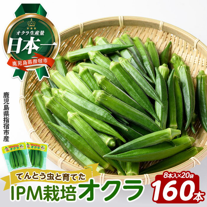 【ふるさと納税】栽培期間中、農薬の使用を抑えた指宿産オクラ160本(8本入×20袋) オクラ おくら 減農薬 野菜 夏野菜 旬 特産 夏 新鮮 鹿児島県【エコオクラグループ】