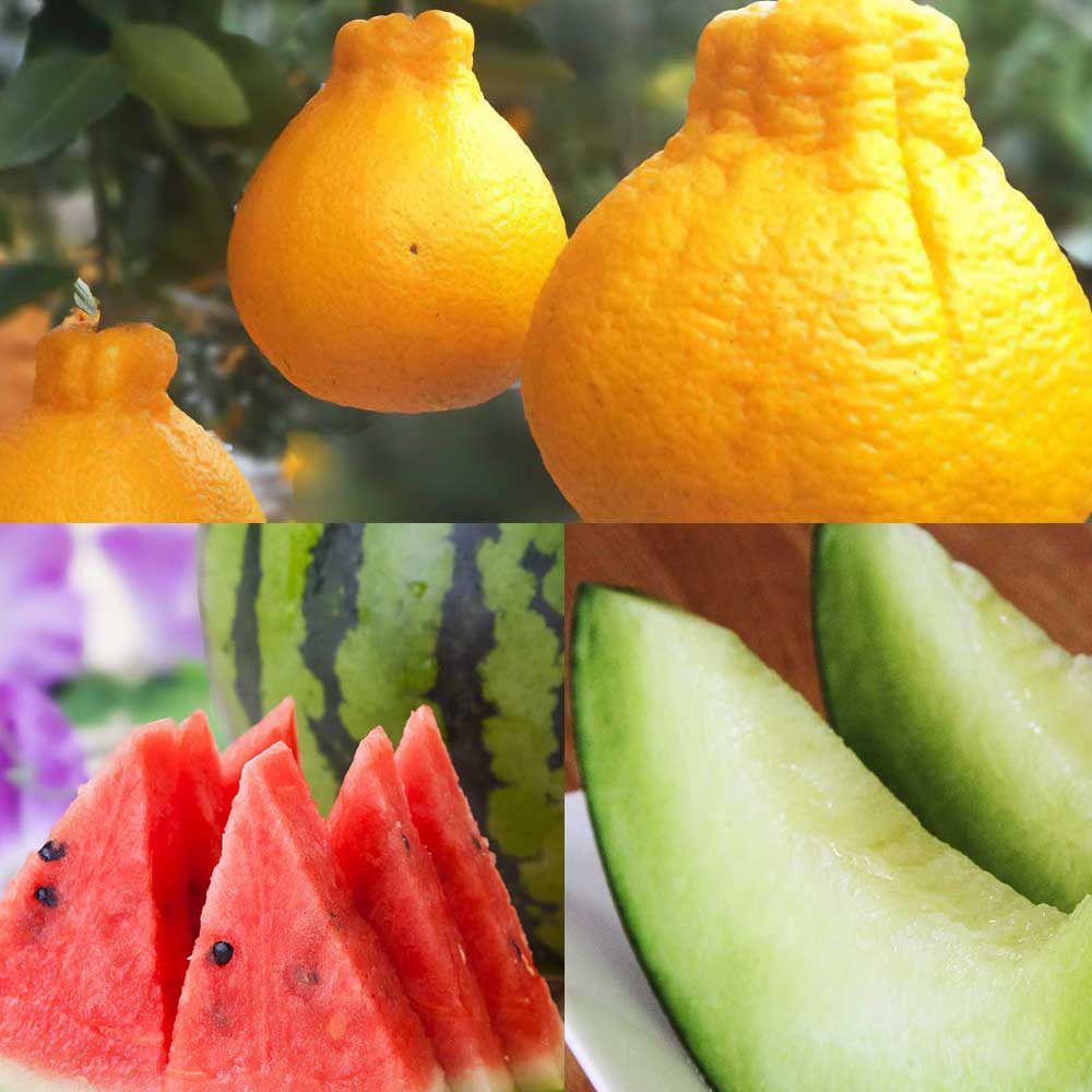 【ふるさと納税】 熊本フルーツ定期便3回 （3月.4月.5月）フルーツ 果物 くだもの 定期便 みかん 不知火 約2kg 植木産 すいか Lサイズ メロン 肥後グリーン 2玉 果実 おやつ 熊本市 送料無料 【2026年3月上旬～5月下旬迄順次発送予定】