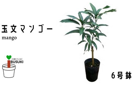 
            【観葉植物】玉文(ぎょくぶん)マンゴー苗木6号ポット 3～4年生苗木(前園植物園/030-1505)【配送不可地域：北海道・沖縄県・離島】
          