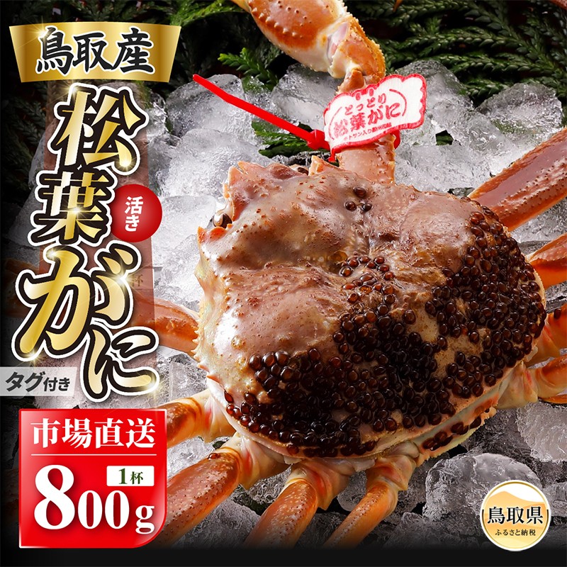 
                  【2026年11月発送】特撰　松葉がに（なま）【ブランドタグ付き】800g超の大きいサイズ　食べ応えあり　特大1杯【期間限定】_T2600468　
                