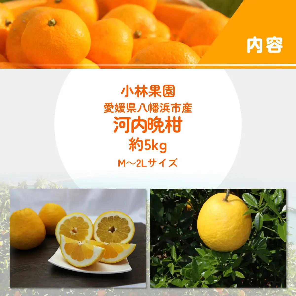 【先行受付】小林果園の河内晩柑(約5kg)【C24-26】【1124432】 YWTAD019