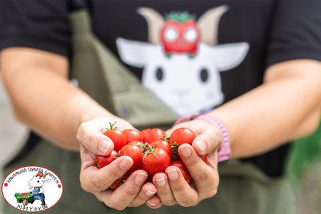 川村とまと園ギフトボックス (フルーツトマト800g／ケチャップ／ジャムセット)｜甘い ミニトマト プチトマト 野菜 料理 ギフト プレゼント ケチャップ ジャム 産地直送 房総 千葉 袖ケ浦 [06