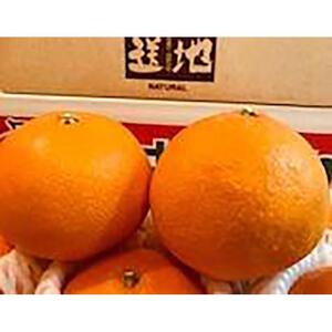 【先行予約12月上旬から発送】【1級品】愛果28号 3kg | みかん 柑橘 愛果 紅まどんな と同品種 みかん あいか 果物 フルーツ 松山市 愛媛県 田村農園 【TMN0161】