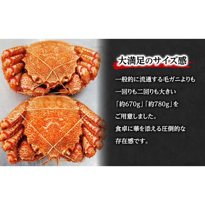 【枝幸毛ガニ】冷凍ボイル毛がに 約780g×1尾 流氷明け 身入り抜群［壽綜合商事］【 カニ 蟹 毛ガニ 毛がに 毛蟹 かにみそ 蟹味噌 ボイル 茹で 冷凍 北海道 オホーツク 枝幸 】
