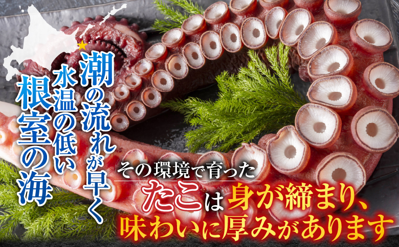 【北海道根室産】たこ足800g前後～1.4kg前後×1本 A-30050