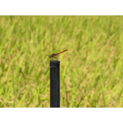 ふるさと納税 勝山市 【令和7年産】 特別栽培米 コシヒカリ 5kg×2 (無洗米) |  | 03