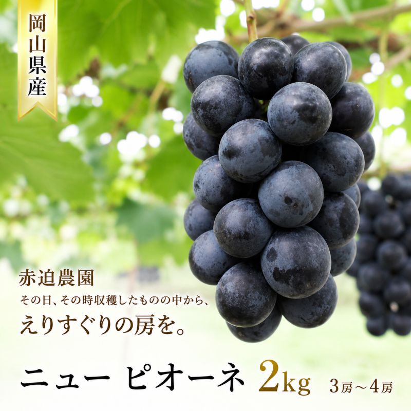 ぶどう ニュー ピオーネ 2kg  3房～4房 1房 約500g～600g 葡萄 フルーツ 岡山 高梁市産 赤迫農園 2026年 先行予約