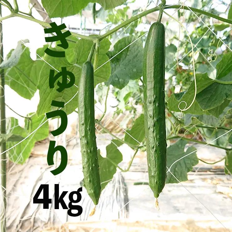新鮮きゅうり4kg【特別栽培農産物】きゅうり
