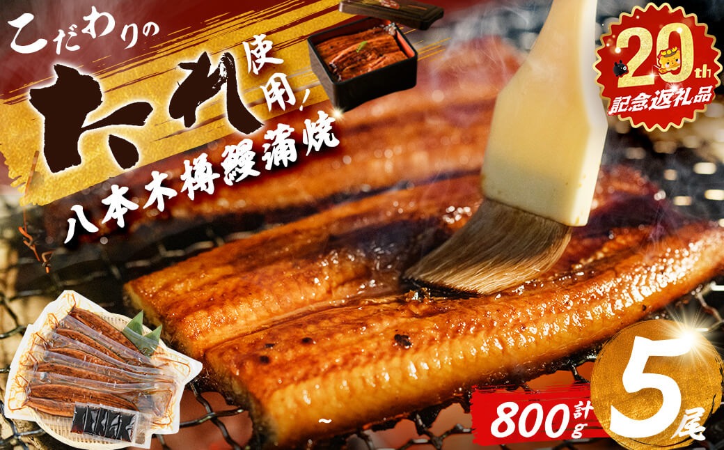 【志布志市制20周年記念】【数量限定】国産 八本木樽鰻の蒲焼(160g以上×5尾) b5-192