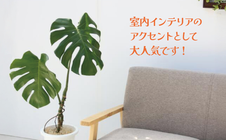 【森水木のラン屋さん】モダン モンステラ 幹立ちの希少な観葉植物 （高さ100～120cm）  幹立ちモンステラ 観葉植物 ギフト 大型モンステラ モンステラ プレゼント おしゃれ 開店祝い 新築祝い
