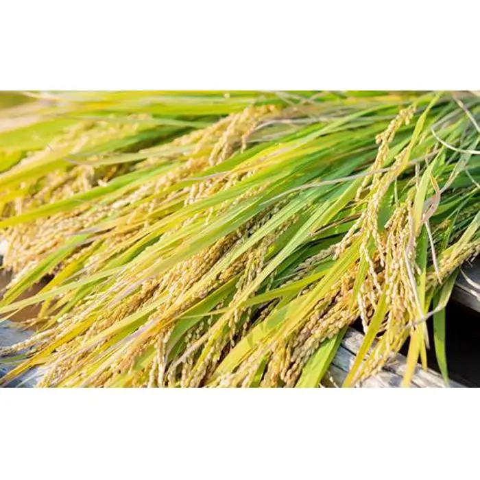 令和8年産 石原果樹園の備前乙女 米  玄 米  30kg （30kg×1袋）