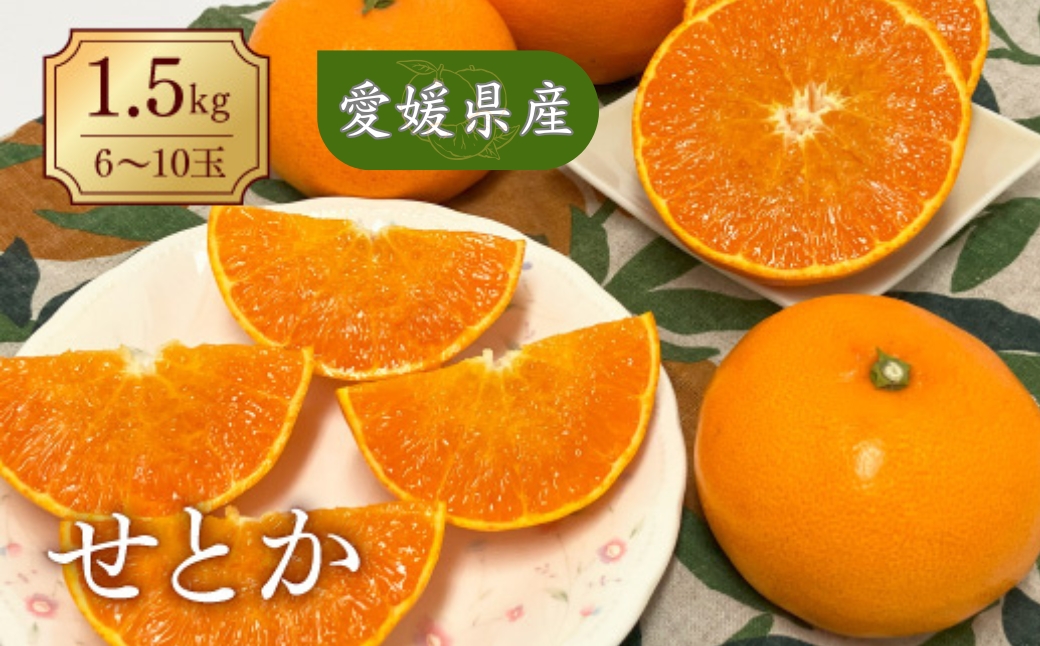 【2027年先行予約】みかん 愛媛 せとか (1.5kg) 人気 数量限定 【2027年2月下旬以降発送予定】 柑橘 愛媛 伊予市｜B30