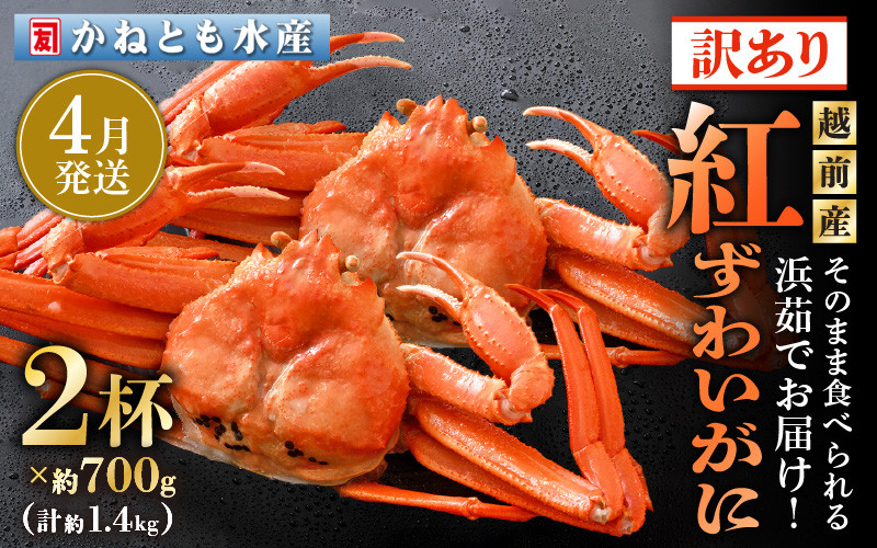 
            【訳あり】≪浜茹で≫越前産 紅ずわいがに 約700g × 2杯 食べ方しおり付【紅ズワイガニ カニ かに 蟹 姿 ボイル 冷蔵 福井県】【4月発送分】希望日指定不可 [e14-x025_04] 
          