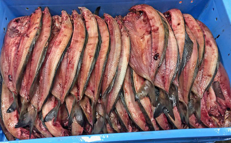 北海道 礼文島産 北の荒波が育んだ 極上 肉厚 開きほっけ 大サイズ350g以上×8枚［マルキュウ ジンポーフーズ］【 ほっけ ホッケ 開きほっけ 干物 大サイズ 肉厚 脂のり 焼き魚 海鮮 北海道産
