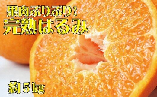 
										
										果肉ぷりぷり!完熟はるみ5kg ※2025年2月上旬頃〜下旬頃に順次発送予定(お届け日指定不可)【uot732】
									