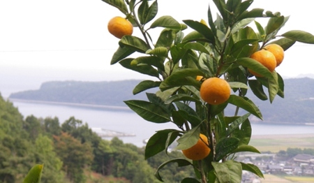 晩生品種】岸田果樹園プレミアム「温故蜜柑」約5kg _1942R
