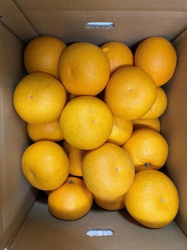 真心こめた木成り八朔 約5kg【2027年2月中旬頃より発送】【Ｍ～3Ｌサイズおまかせ】