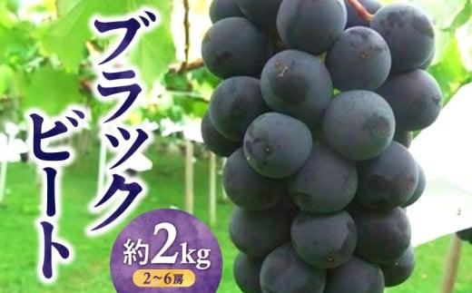 ブラックビート　約2kg【2025-7月下旬～2025-8月下旬配送】