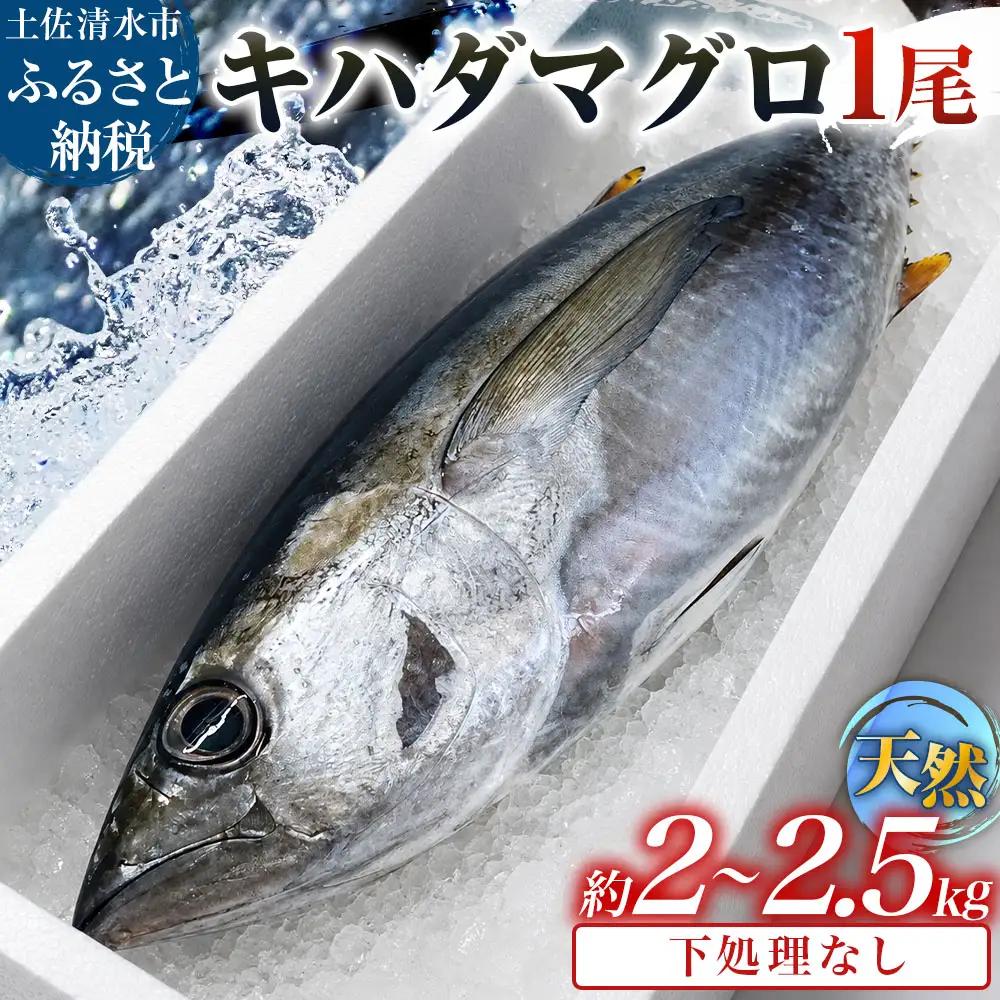 土佐清水沖 キハダマグロ 1尾（約2〜2.5kg）下処理なし【R01757】