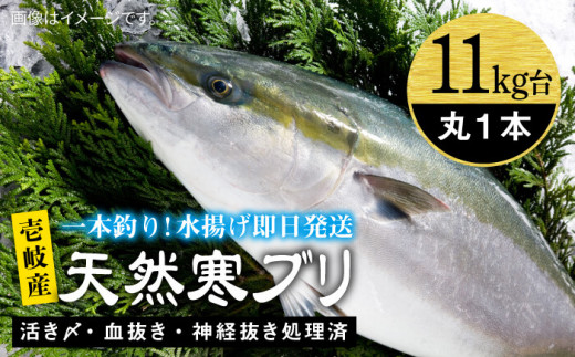 壱岐島産天然寒ブリ（11キロ台・丸もの） 《壱岐市》【壱岐島　玄海屋】[JBS029] ぶり 寒ぶり ブリ 魚 刺身 しゃぶしゃぶ    100000 100000円 10万円