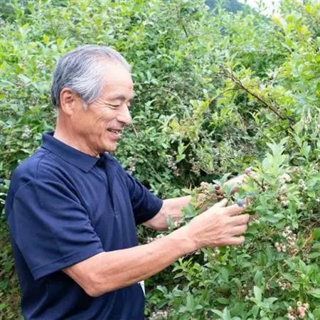 【2026年7～8月】【時間無制限】ブルーベリー食べ放題　2名分【1272521】