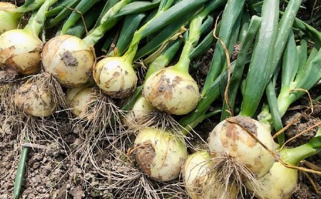 【新玉予約】【しょうちゃんFARM】淡路島　南あわじ市産玉ねぎ3kg　早生　◆配送5月～