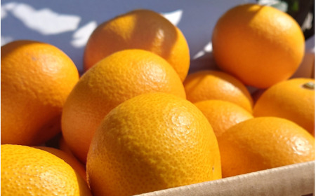 さつき八朔10kg 秀優品 (サイズ混合)【ism022-p-10】