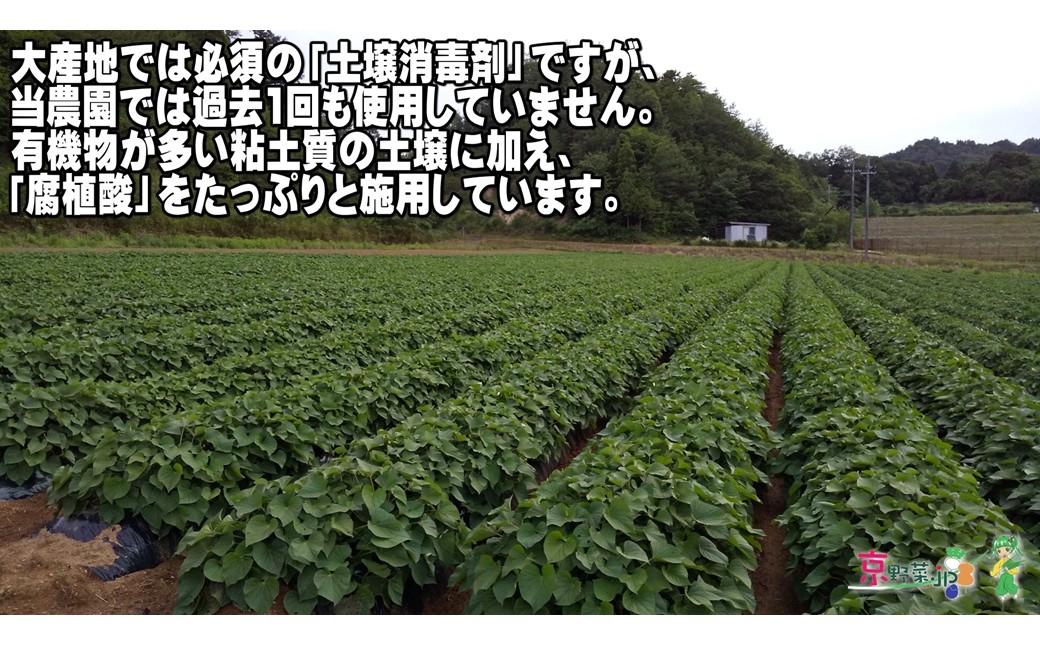 小さい紅はるか（京都産） 8kg