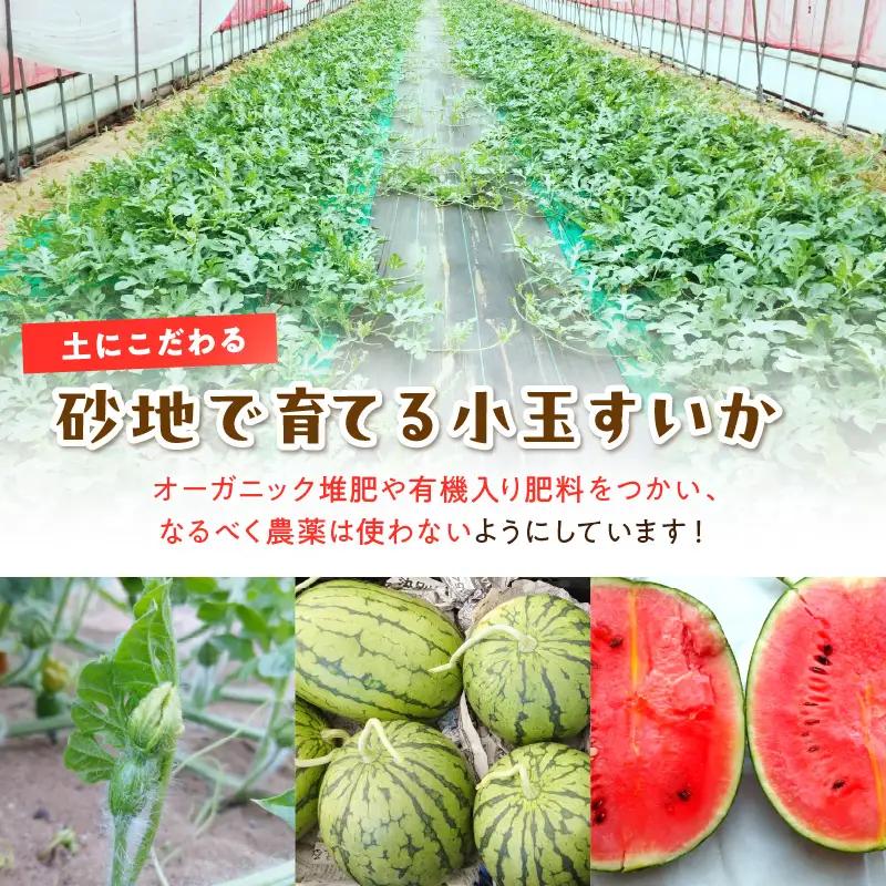  【先行予約／訳あり】にしまるスイカ 1玉 露地栽培 小玉スイカ フルーツ 26年7月～