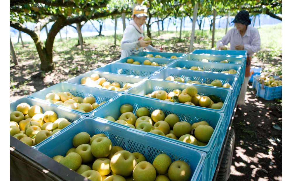 【先行受付】元祖くれは梨 3kg箱