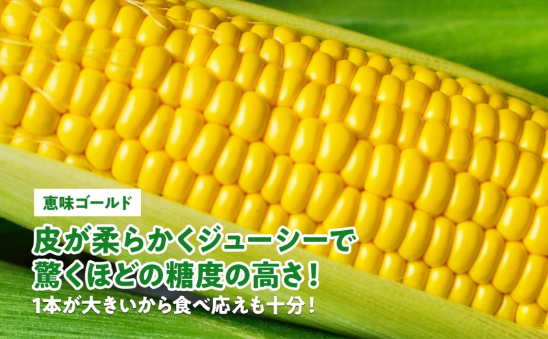  北海道産 スイート コーン めぐみゴールド 2Lサイズ 20本 先行受付 8月上旬～末頃のお届け とうもろこし 恵味 めぐみ トウモロコシ 旬 完熟 朝もぎ 野菜 産地直送 お取り寄せ 北海道 丸田