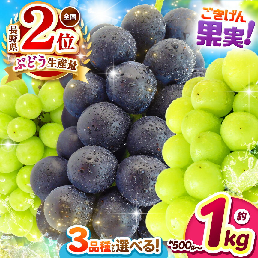 【ふるさと納税】【先行受付】長野県産ぶどう 選べる品種3種類｜ふるさと納税 ぶどう 葡萄 ナガノパープル シャインマスカット 黄華 おうか 果物 フルーツ 種無し 新鮮 信州産 先行予約 選べる種類 長野県 松本市