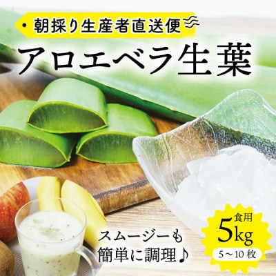 
＜食用＞朝採り アロエベラ生葉 5kg(5枚～10枚)3年物 宮城県産【1461384】
