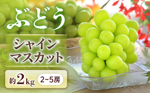 ぶどう シャインマスカット 約2kg（2～5房）※2026年9月2日～10月2日発送予定※　ブドウ 葡萄 果物 フルーツ くだもの 長野県 長野県産