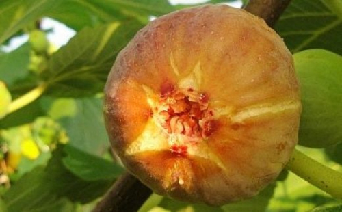 【先行予約】浜田のいちじく懐かしの味！長浜唐柿（蓬莱柿）生食用 約1.4kg ＜8月下旬より発送＞ 産地直送 ギフト 贈答 新鮮 旬 フルーツ 果物 デザート くだもの【113_1160】