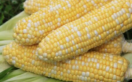 【2024年9月中旬より順次発送】豆乳仕立てのコーンスープ　15缶ギフト