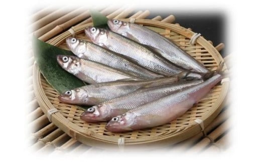 【先行予約受付中】広尾産船上直送生の本ししゃも大オス１０尾メス５尾（AM0002）