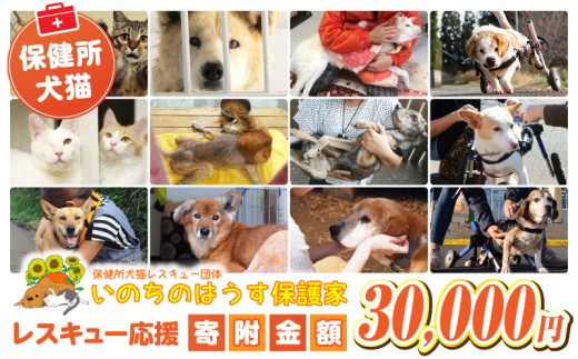 【選べる寄附金額】保健所犬猫レスキュー【返礼品なしのご寄附】