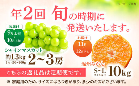 【2回定期便】※【2026年シーズン発送／先行予約】フルーツ定期便 シャインマスカット 約1.3kg(2房から3房) / 温州みかん(10kg) 家庭用 / フルーツ フルーツ定期便 果物定期便 シャ