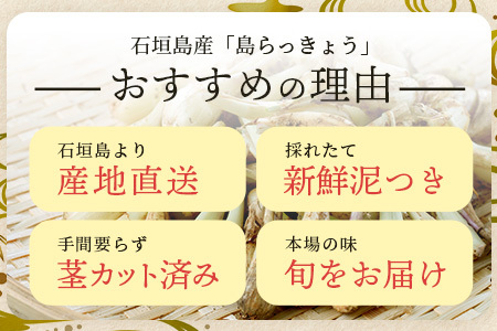 石垣島産 島らっきょう1000g 《2025年3月上旬～順次発送予定》 ｜沖縄 石垣 野菜 らっきょう 島らっきょう 産地直送 1kg SI-101