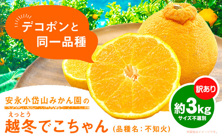 
            安永小岱山みかん園 訳あり 越冬でこちゃん (不知火) サイズ不選別 約3kg《2月中旬-3月下旬頃出荷》熊本県 荒尾市 デコポン と同品種 柑橘 フルーツ 果物 
          