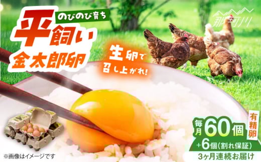 【全3回定期便】【TVで紹介！】鮮度ＡＡ級の世界最高ランク！ 金太郎卵 平飼い 卵 60個（6個入り?10パック）＜有限会社 フジノ香花園＞那珂川市 卵 金太郎卵 平飼い卵 平飼い 卵 たまご[GAM011]